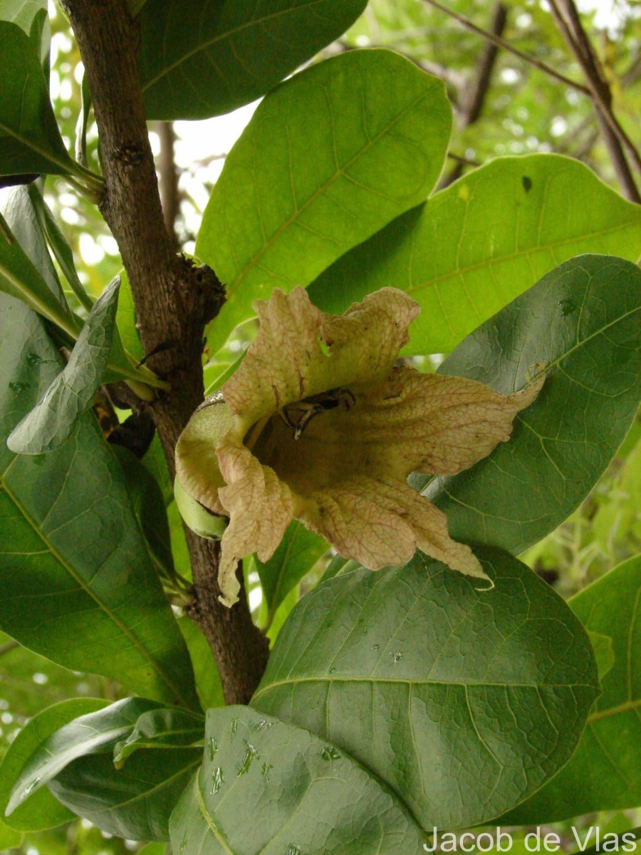 Crescentia cujete L.